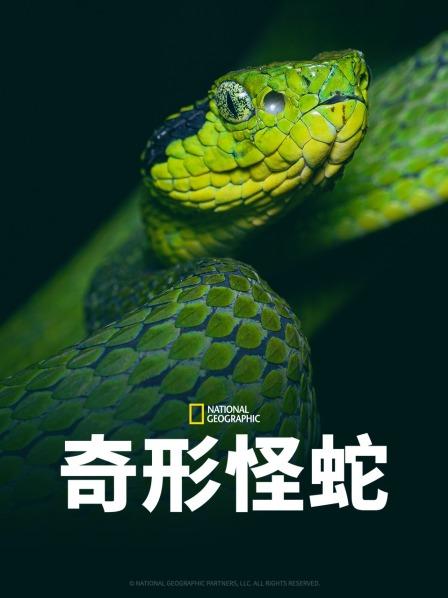 深夜福利《奇形怪蛇》免费在线观看